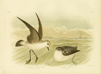 Petrello facciabianca, 1891